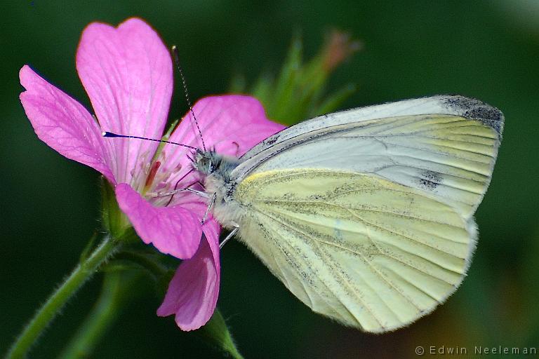 ENE-20080625-0033.jpg - [nl] Klein koolwitje ( Pieris rapae )[en] Small White  Pieris rapae 